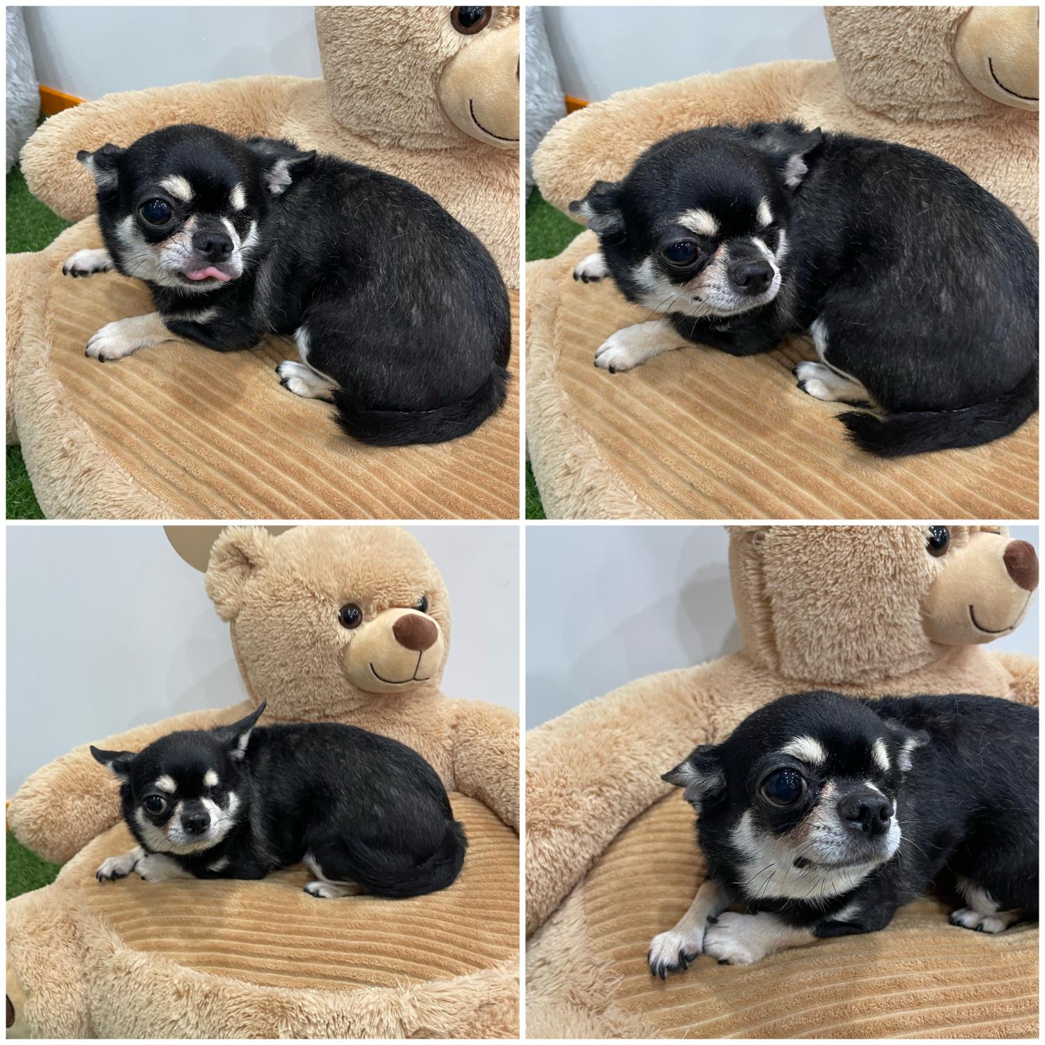 치와와 이미지 파일 입니다.